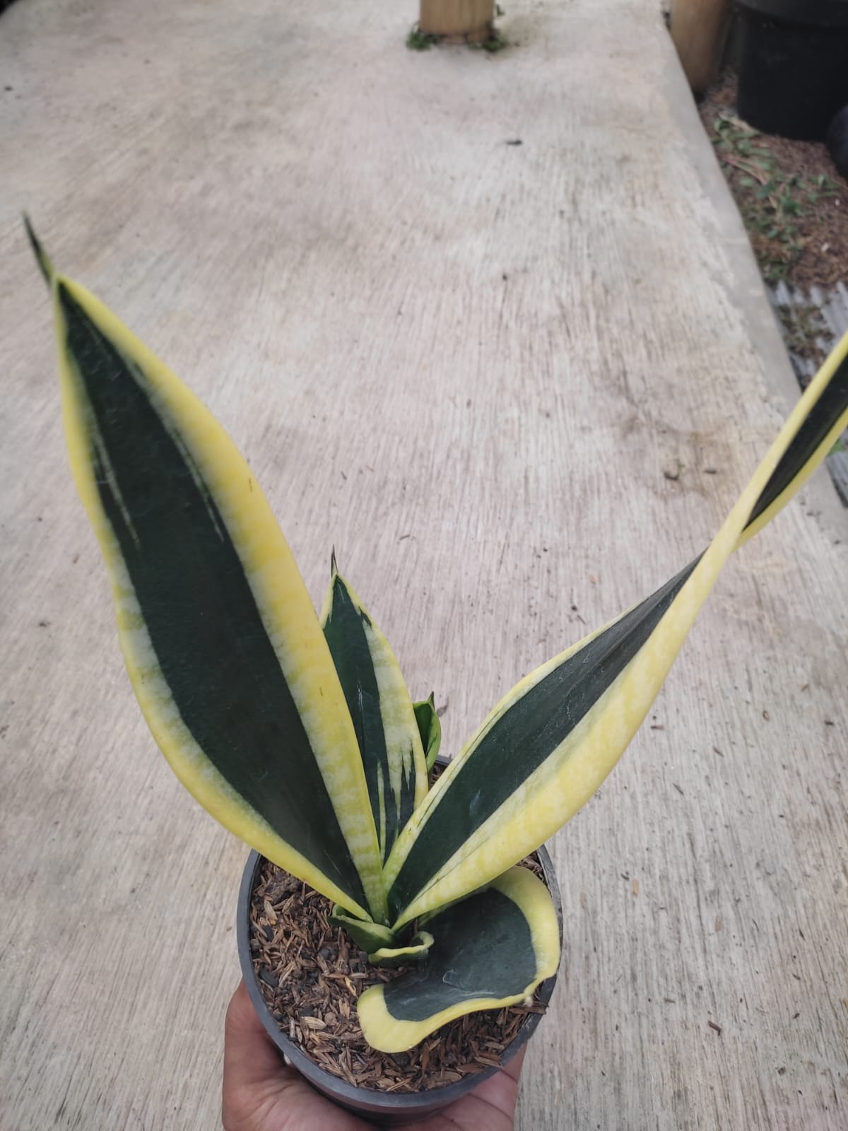 1228. Sansevieria Serii Black and Gold - Image 5