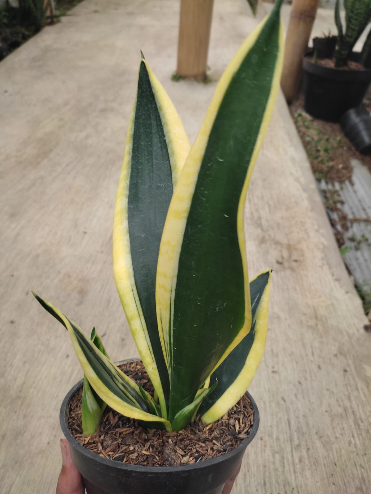 1228. Sansevieria Serii Black and Gold - Image 4