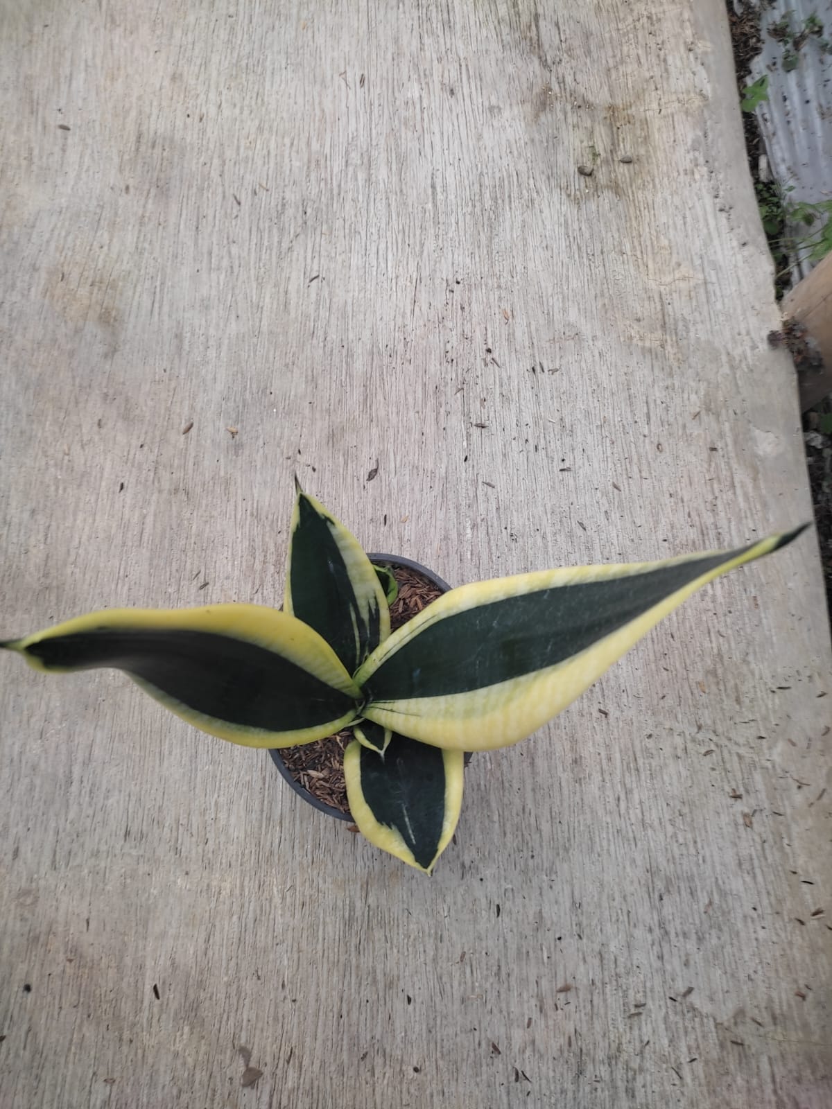 1228. Sansevieria Serii Black and Gold - Image 3