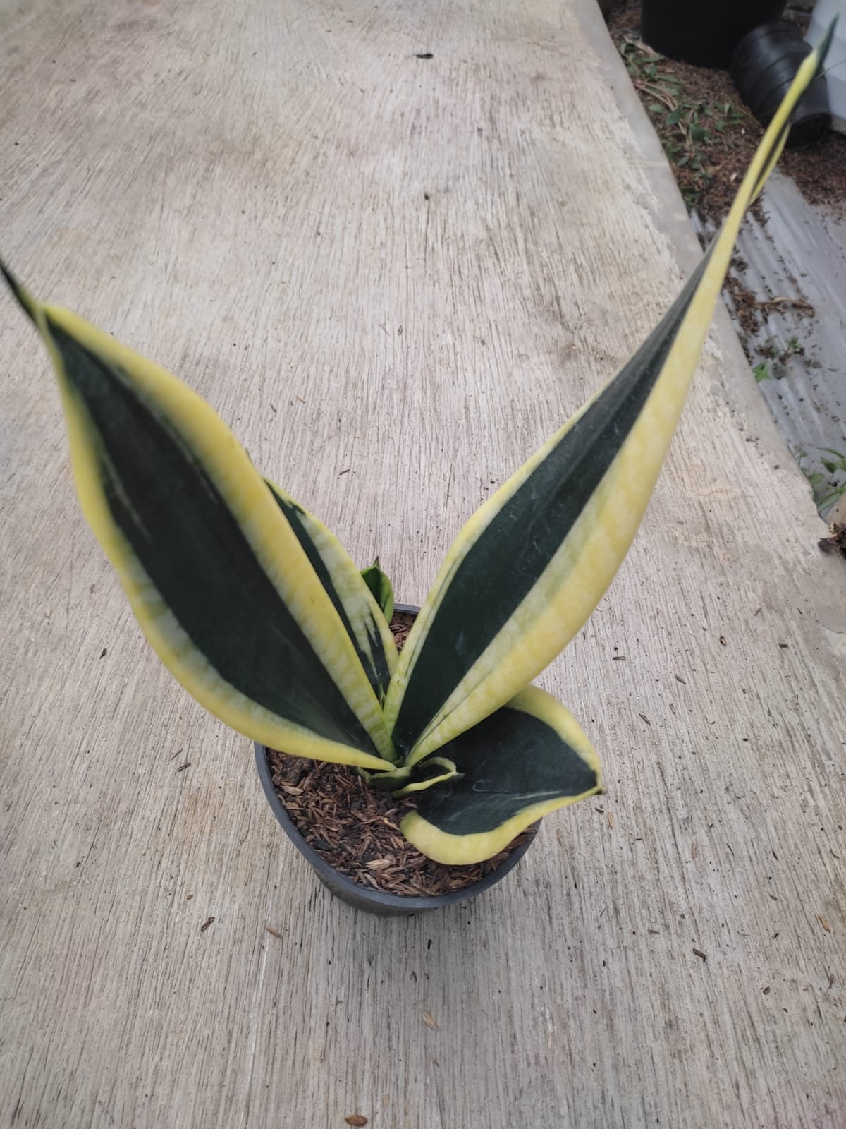 1228. Sansevieria Serii Black and Gold - Image 2