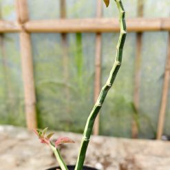 Alternative view of 1229. Euphorbia Pedhilantus Variegated
