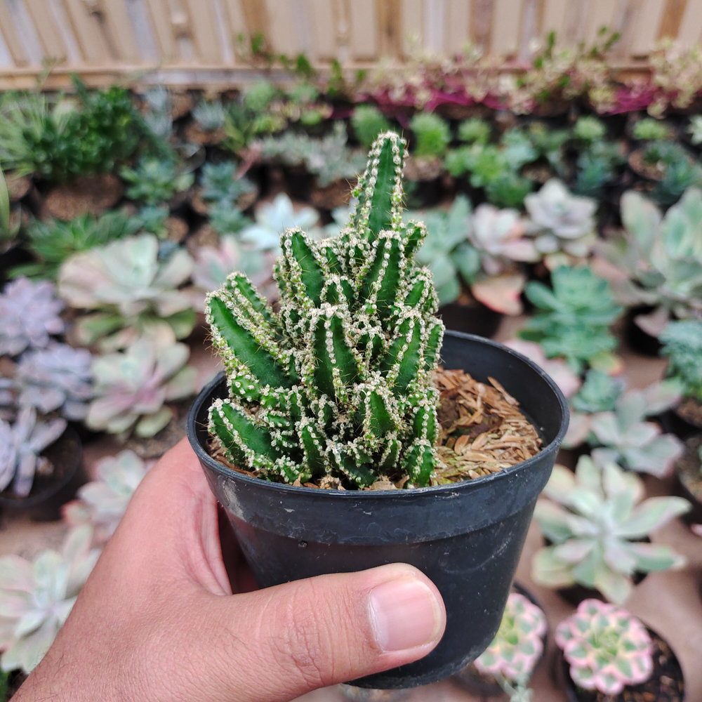 123. Acanthocereus Tetragonus ‘Fairy Castles’ – Fairy Castle Cactus - Image 9