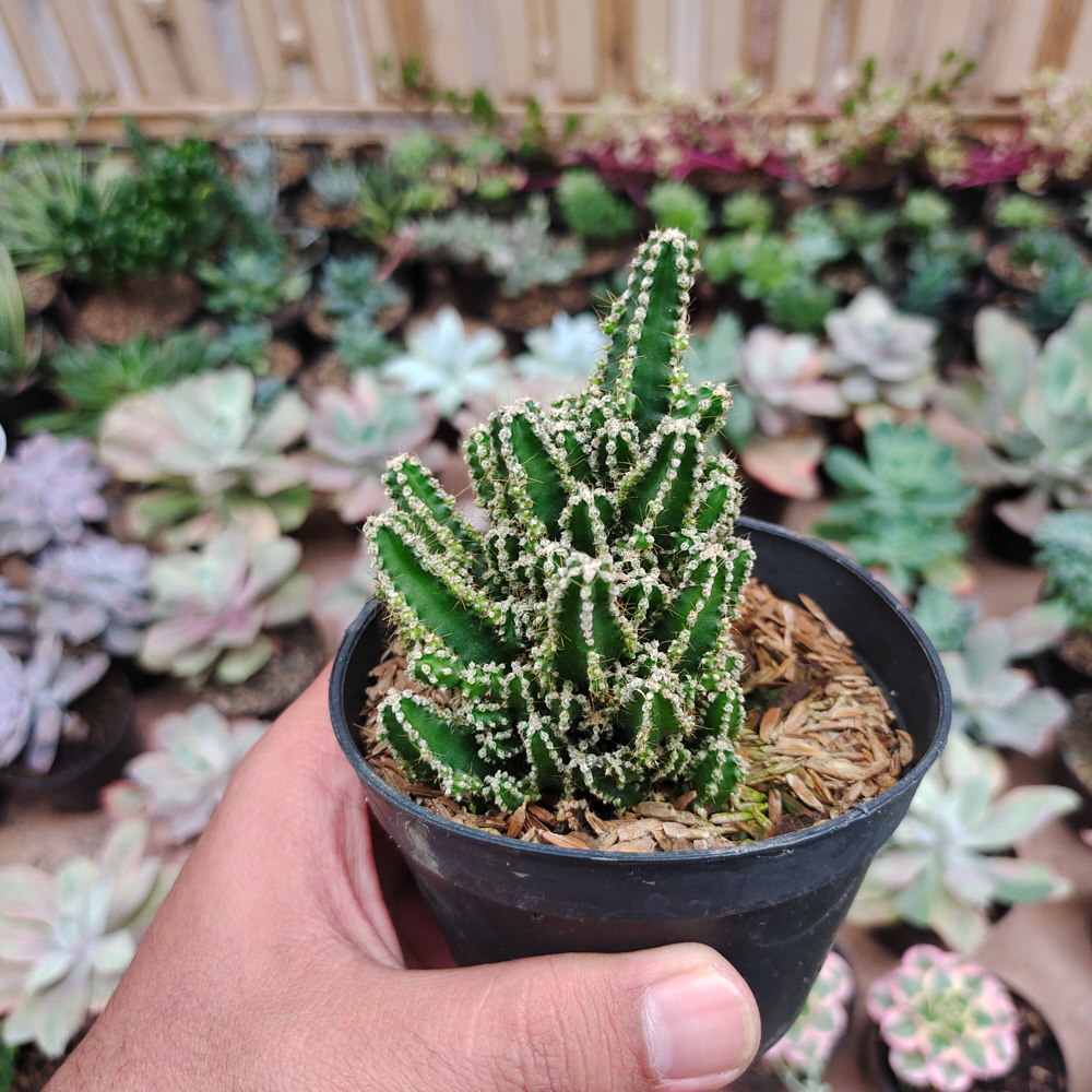 123. Acanthocereus Tetragonus ‘Fairy Castles’ – Fairy Castle Cactus - Image 2