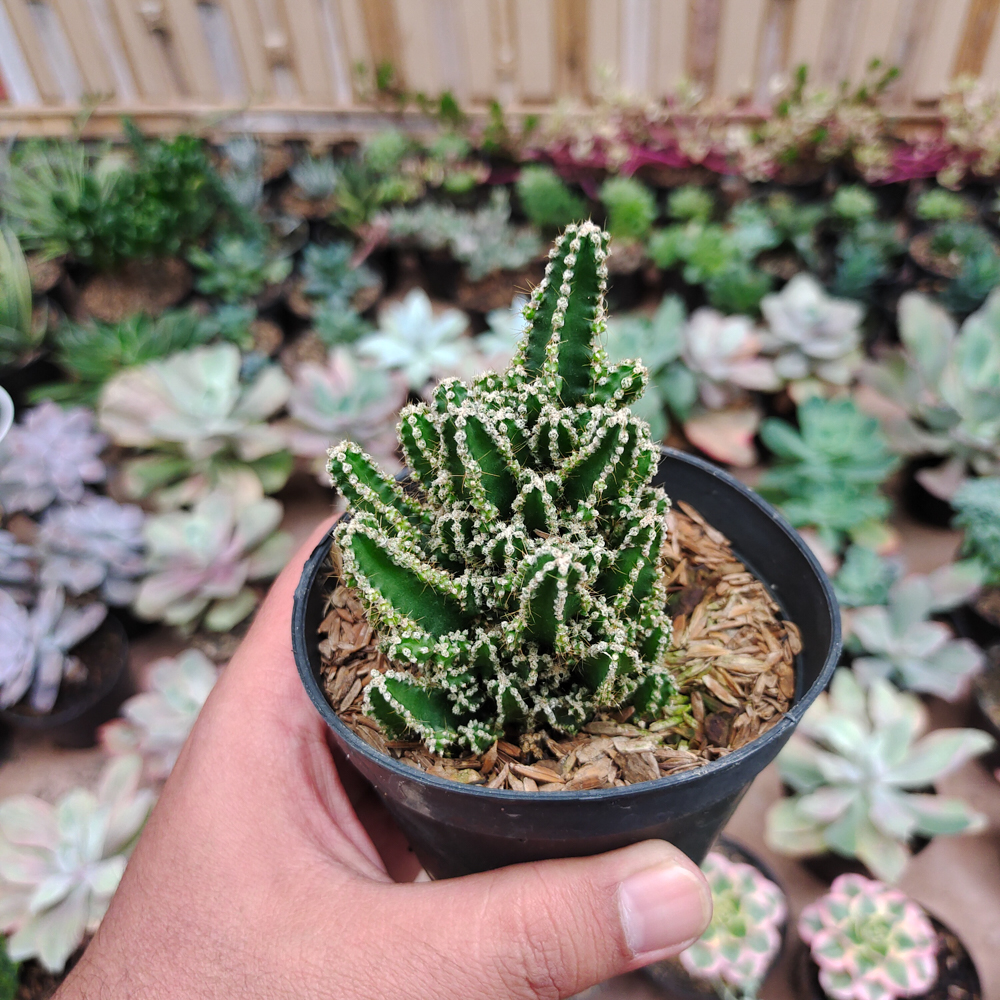 123. Acanthocereus Tetragonus ‘Fairy Castles’ – Fairy Castle Cactus - Image 3