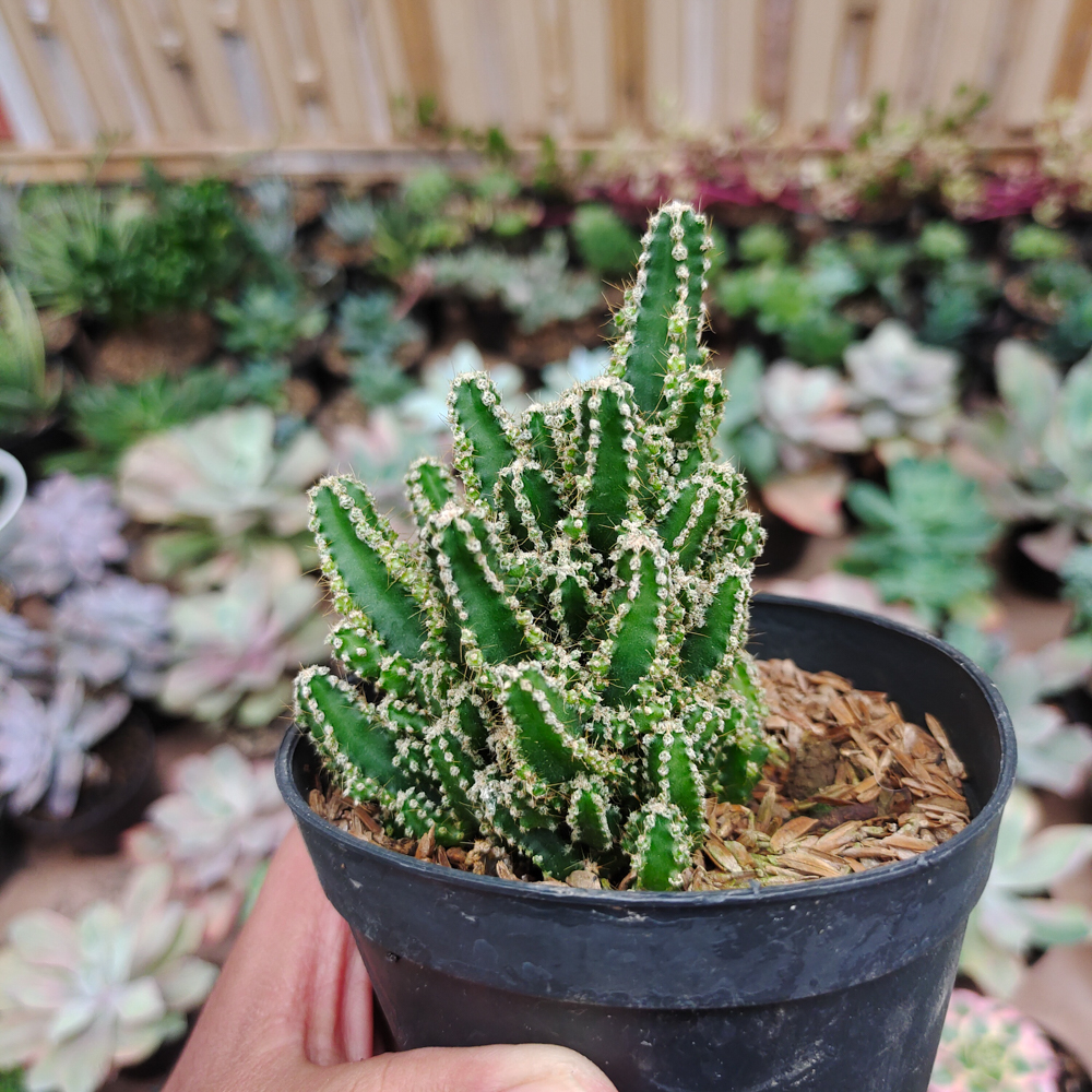 123. Acanthocereus Tetragonus ‘Fairy Castles’ – Fairy Castle Cactus - Image 4
