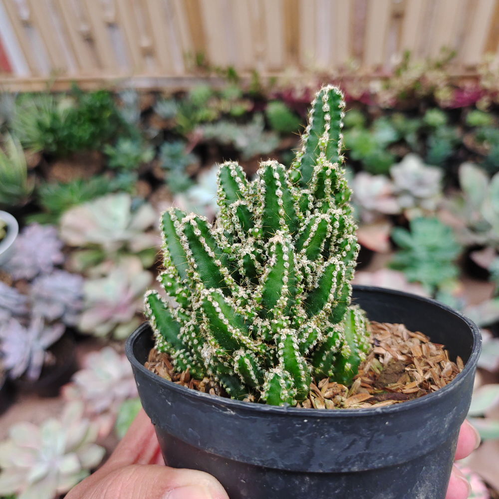 123. Acanthocereus Tetragonus ‘Fairy Castles’ – Fairy Castle Cactus - Image 5