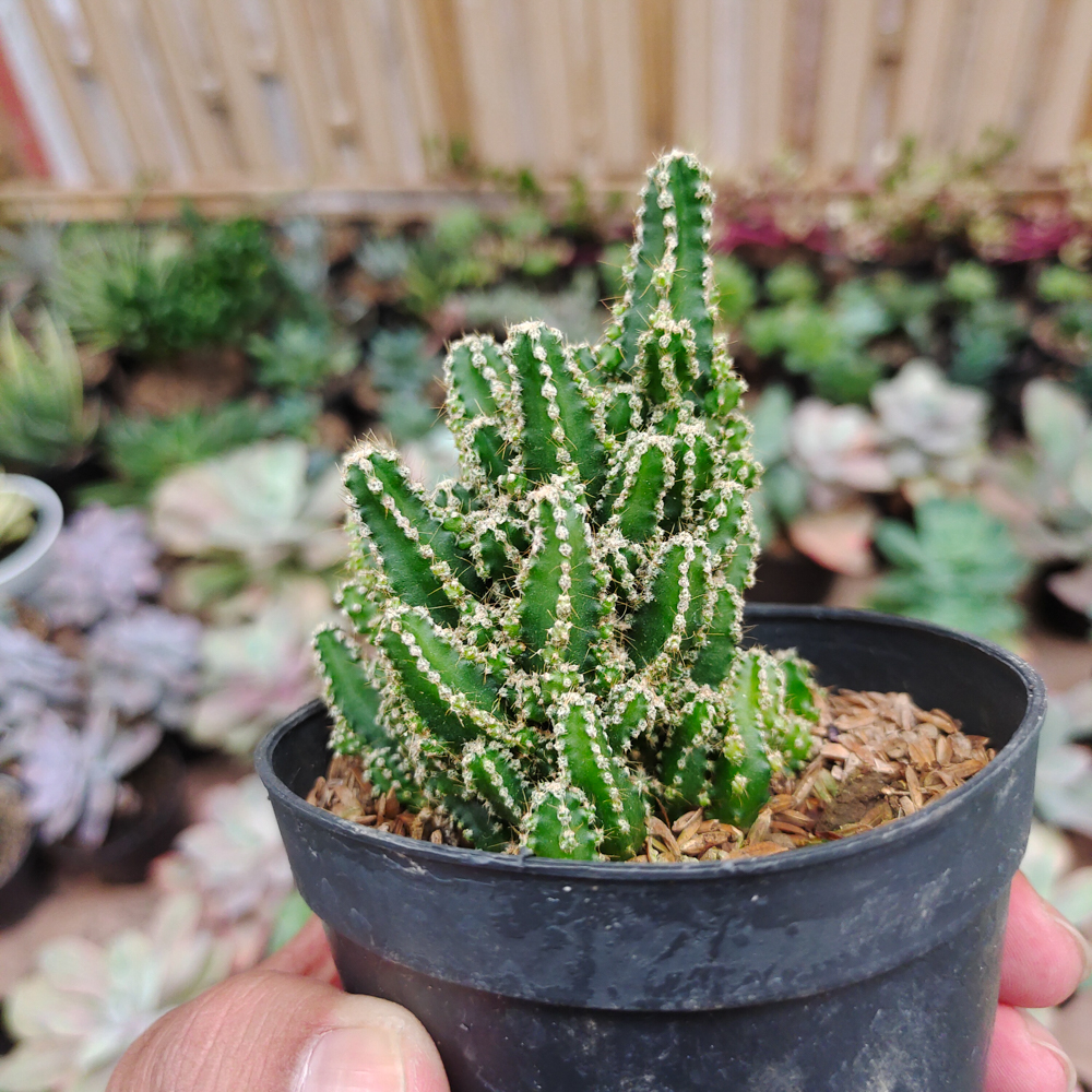 123. Acanthocereus Tetragonus ‘Fairy Castles’ – Fairy Castle Cactus - Image 6