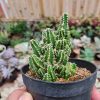 123. Acanthocereus Tetragonus ‘Fairy Castles’ – Fairy Castle Cactus