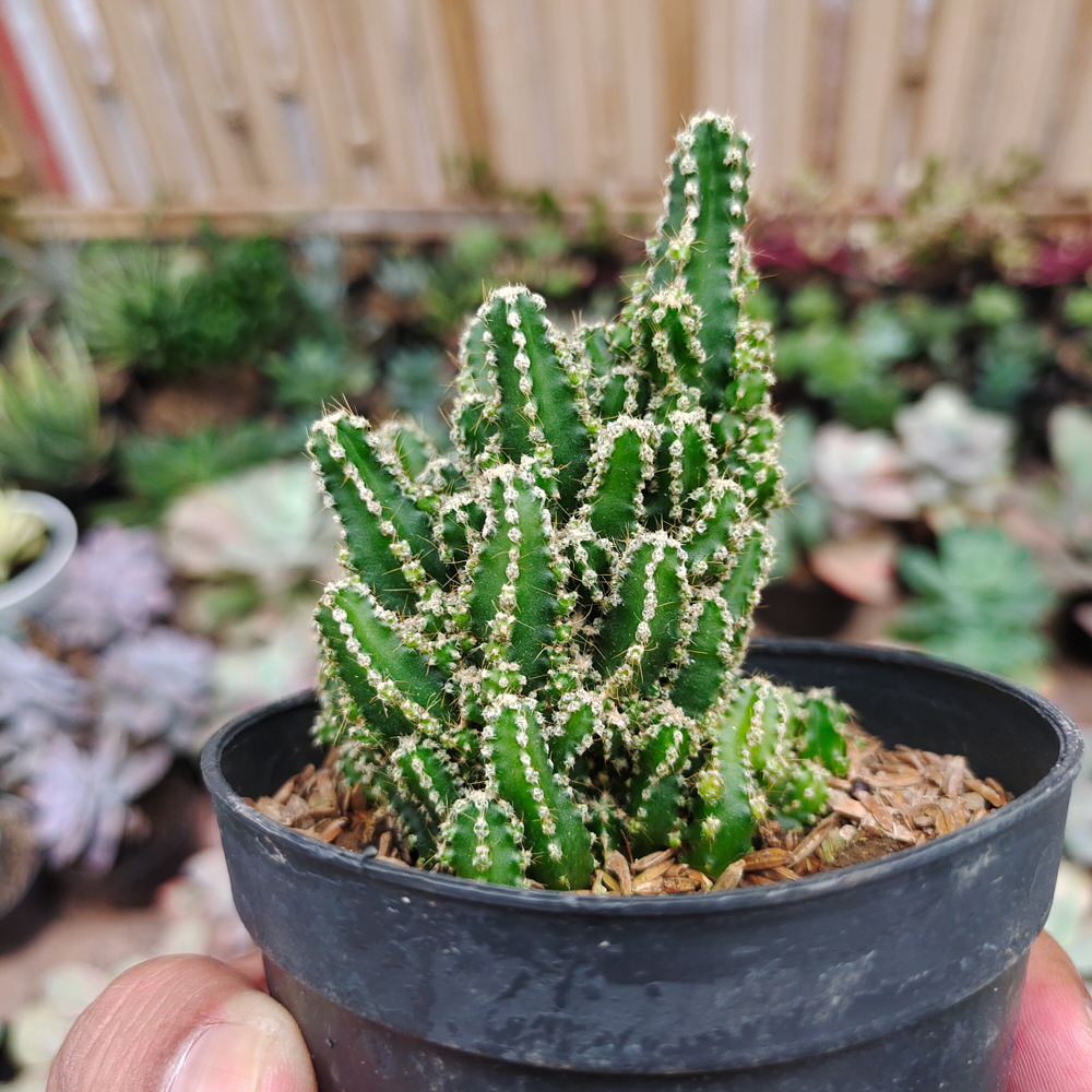 123. Acanthocereus Tetragonus ‘Fairy Castles’ – Fairy Castle Cactus - Image 8