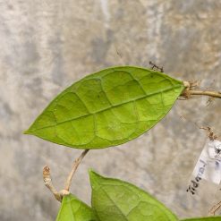 Alternative view of 1230. Hoya Aff Lambii