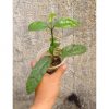 1232. Hoya Decipulae