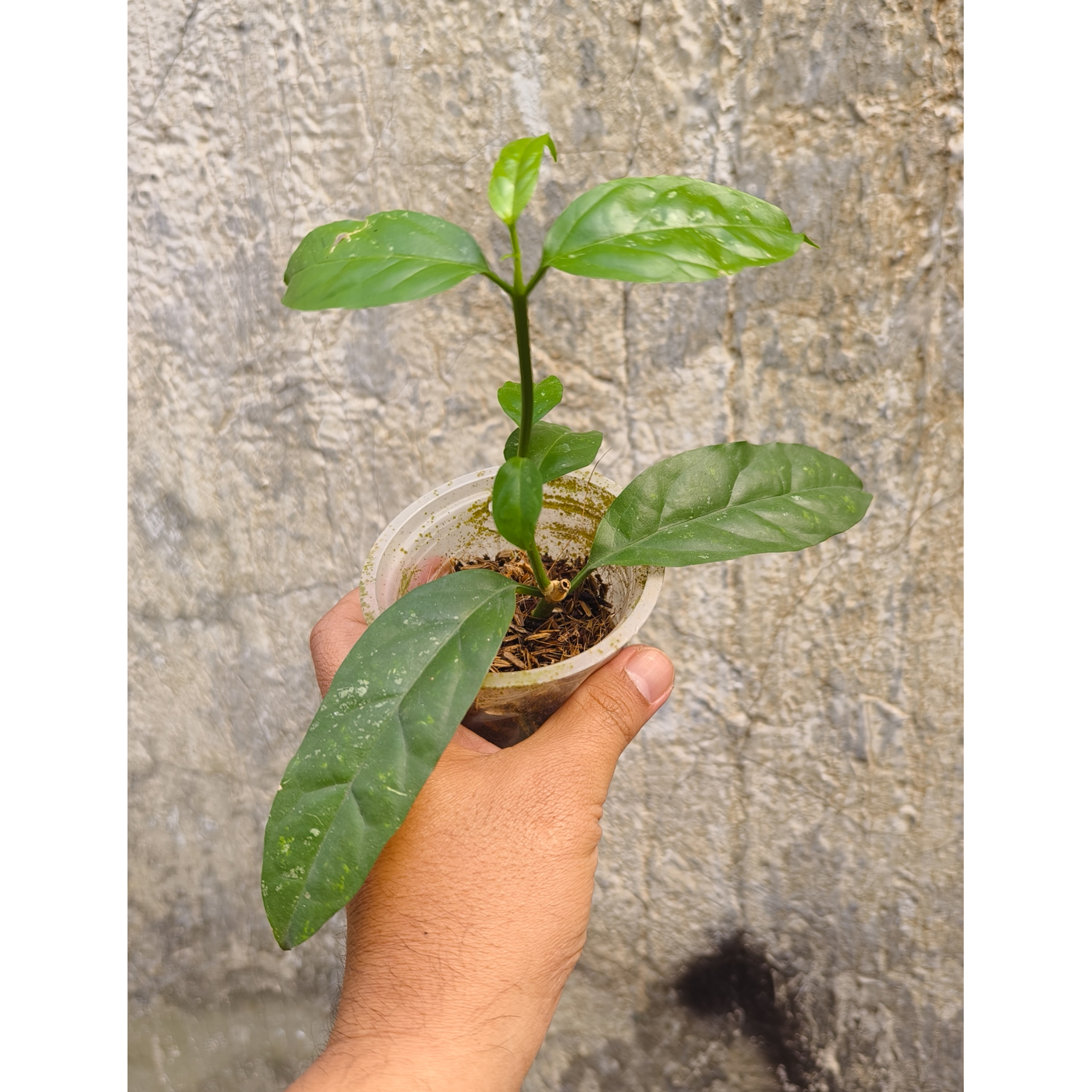 1232. Hoya Decipulae