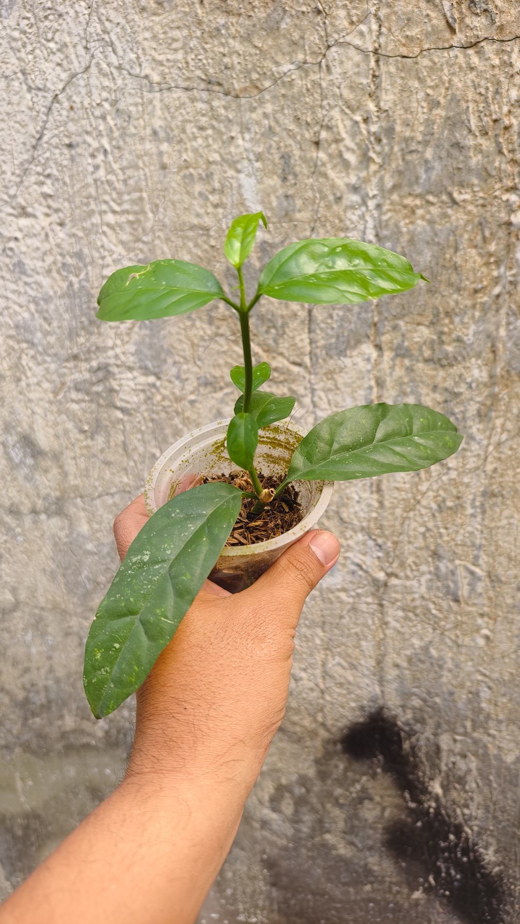 1232. Hoya Decipulae - Image 7