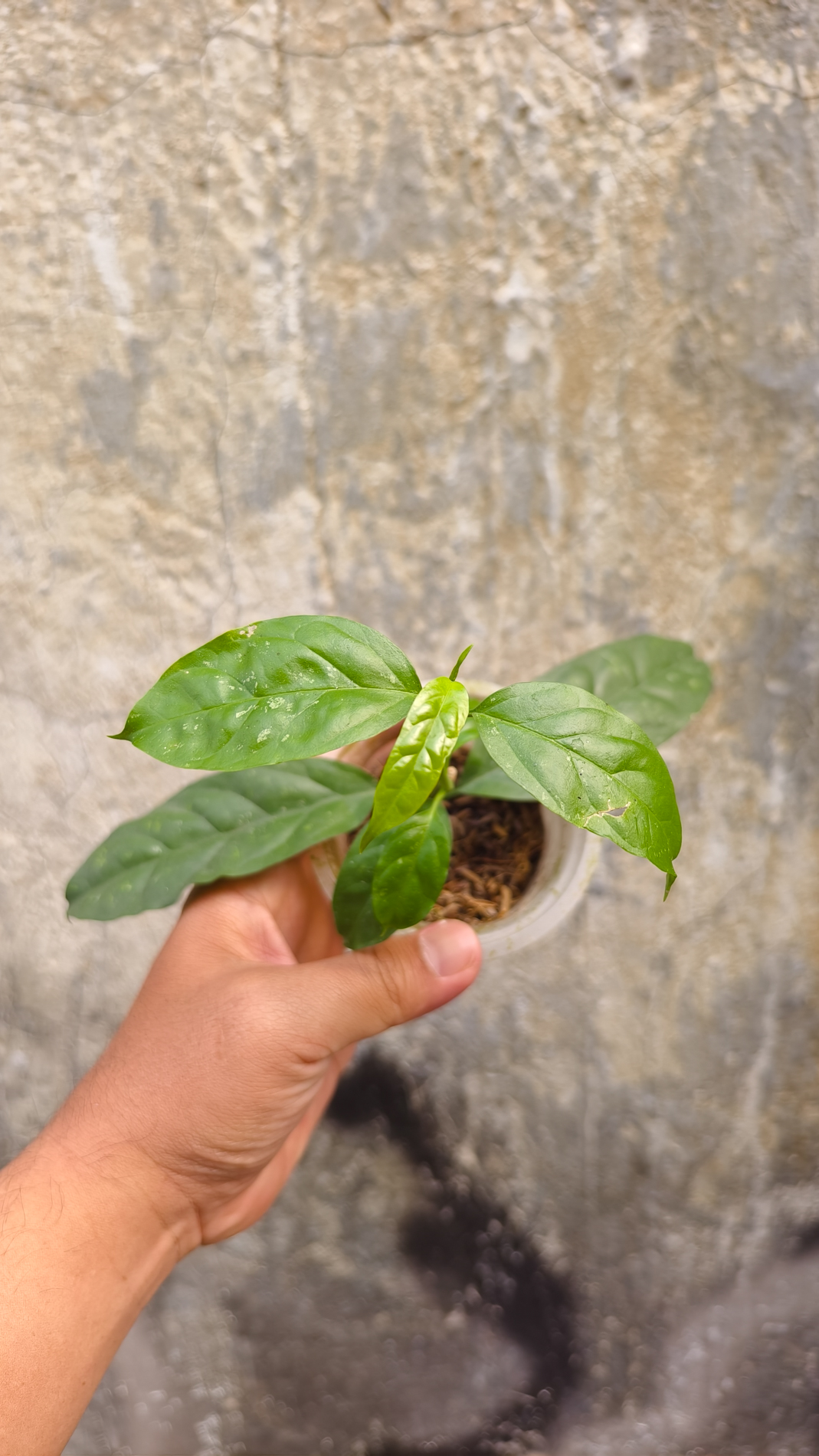 1232. Hoya Decipulae - Image 8