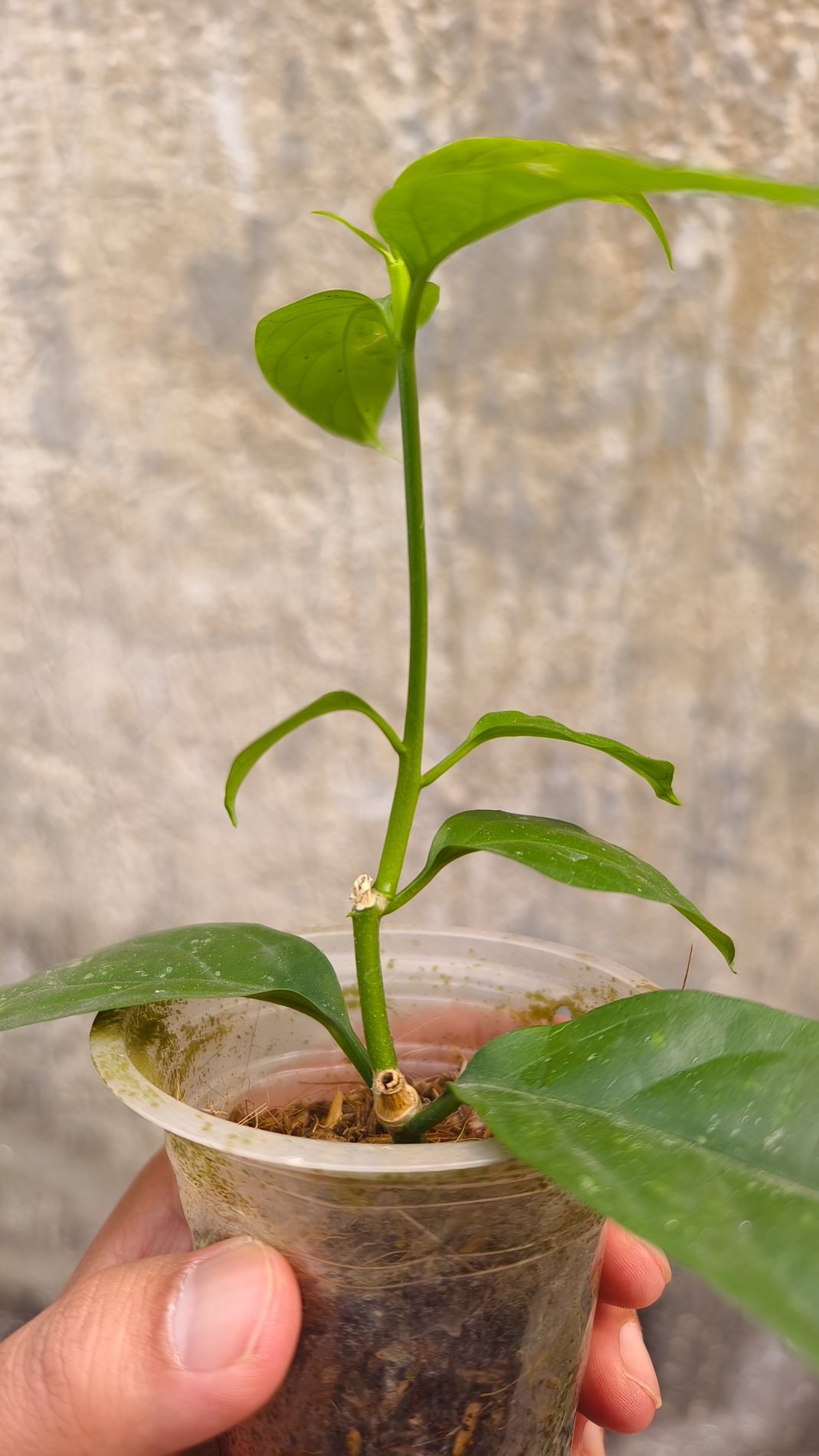 1232. Hoya Decipulae - Image 6
