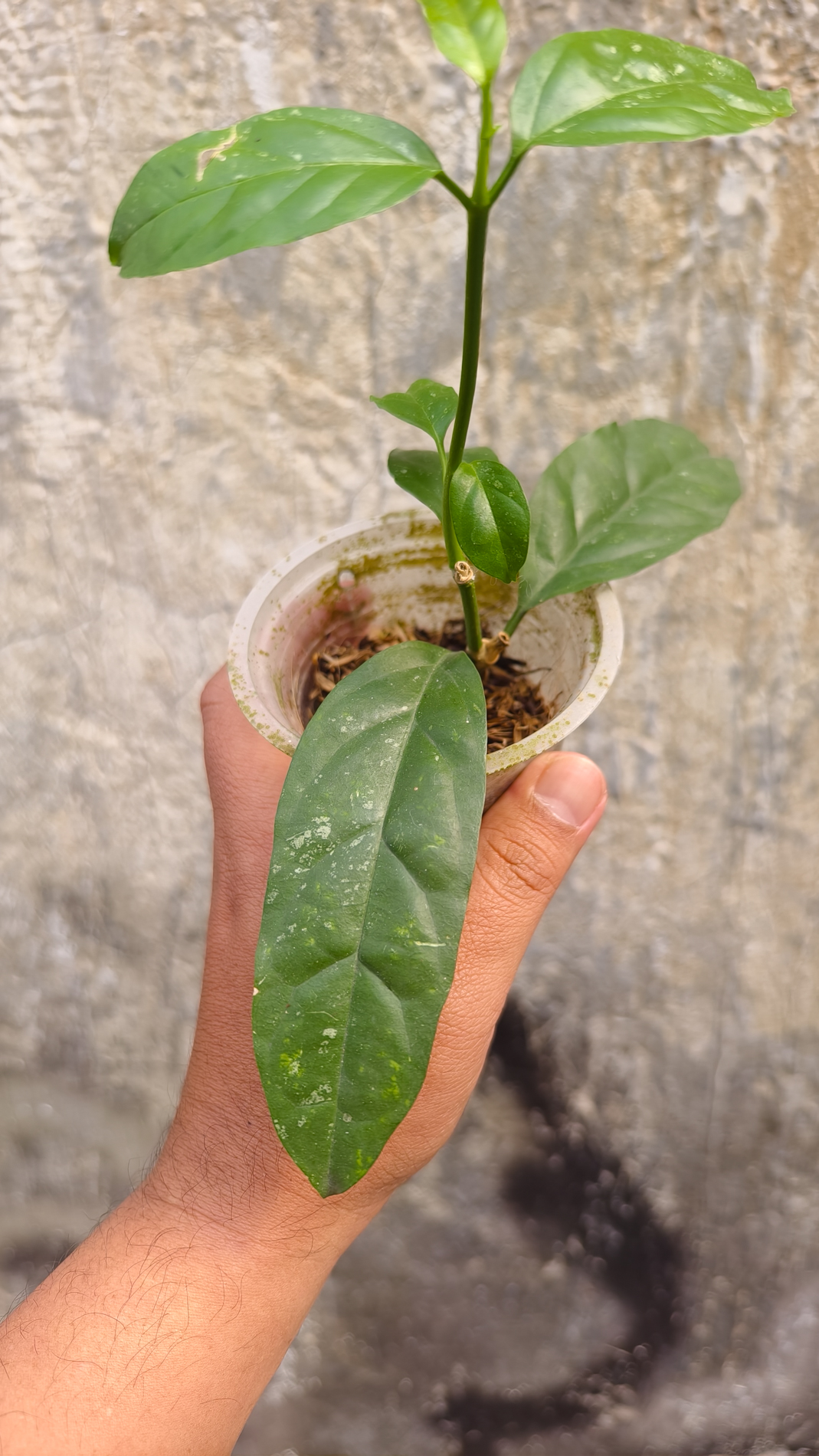 1232. Hoya Decipulae - Image 3