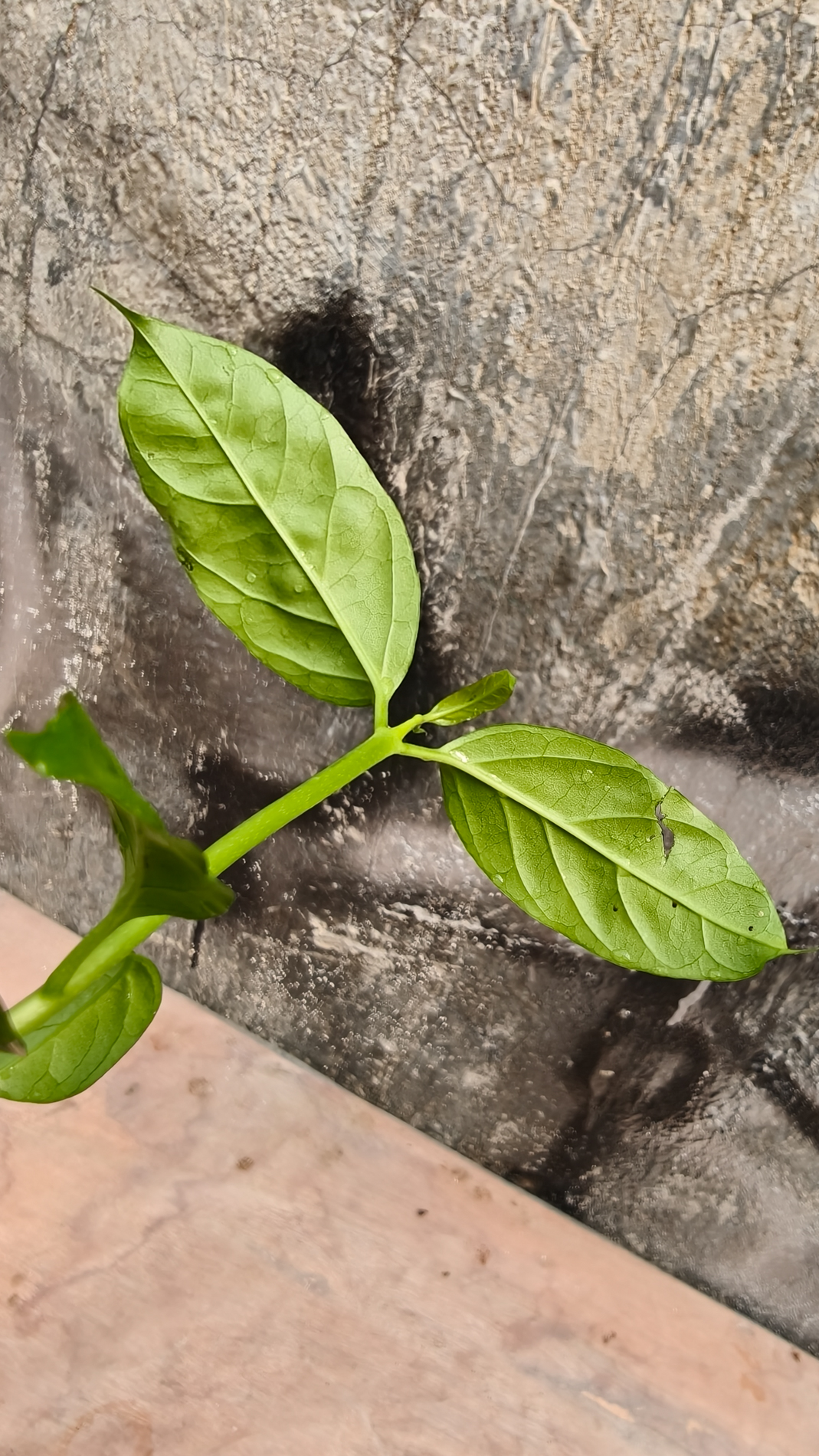 1232. Hoya Decipulae - Image 9