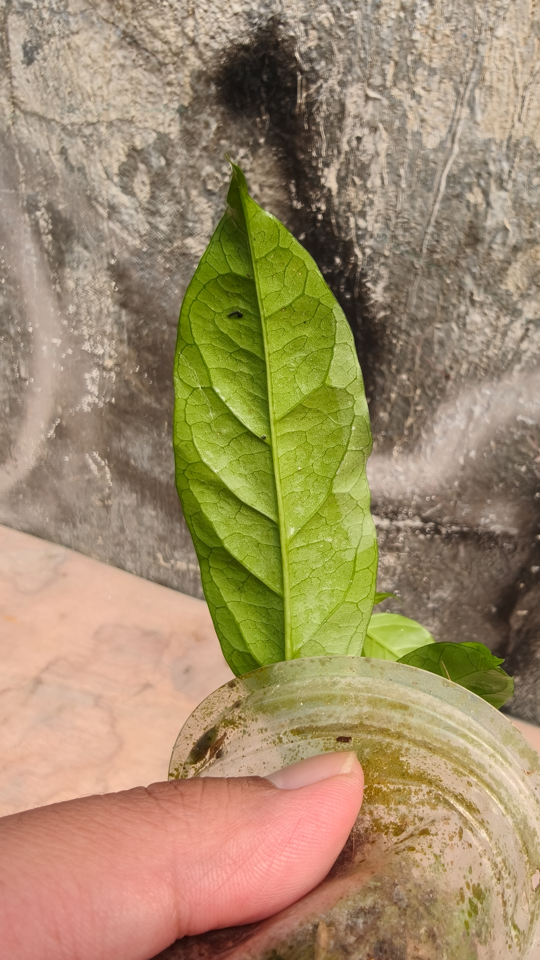 1232. Hoya Decipulae - Image 10