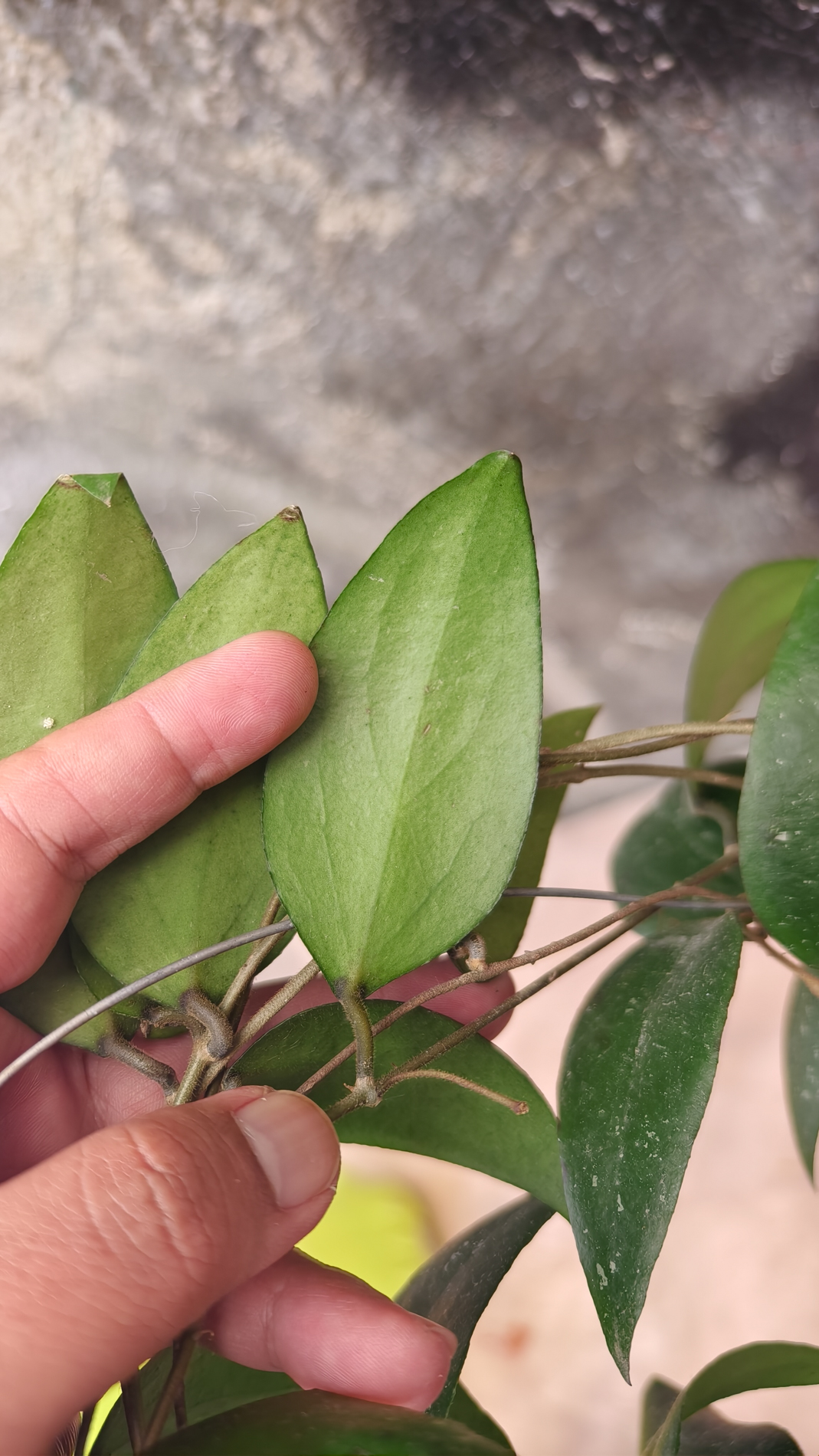 1233. Hoya Sumatrana - Image 11