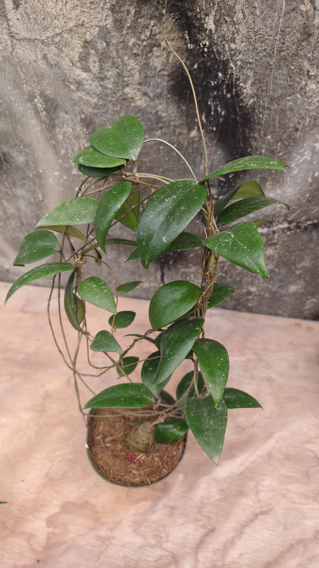 1233. Hoya Sumatrana - Image 9