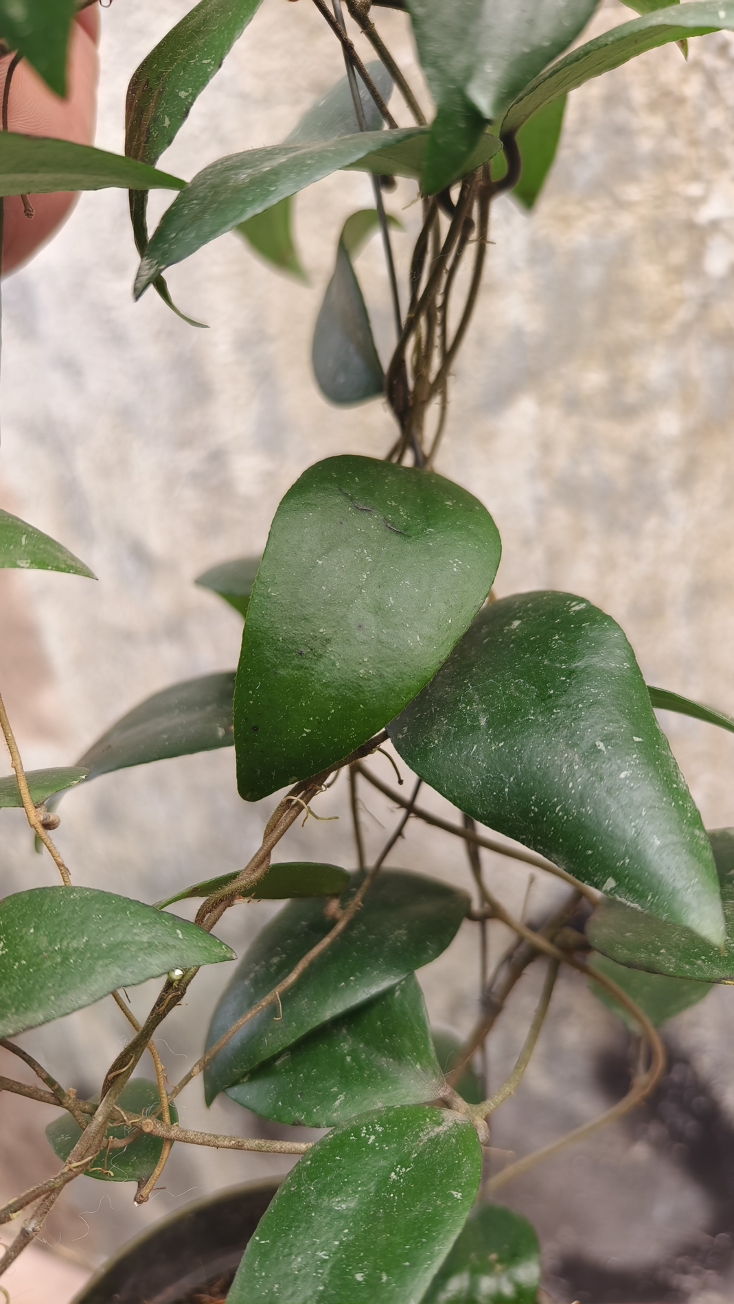 1233. Hoya Sumatrana - Image 5