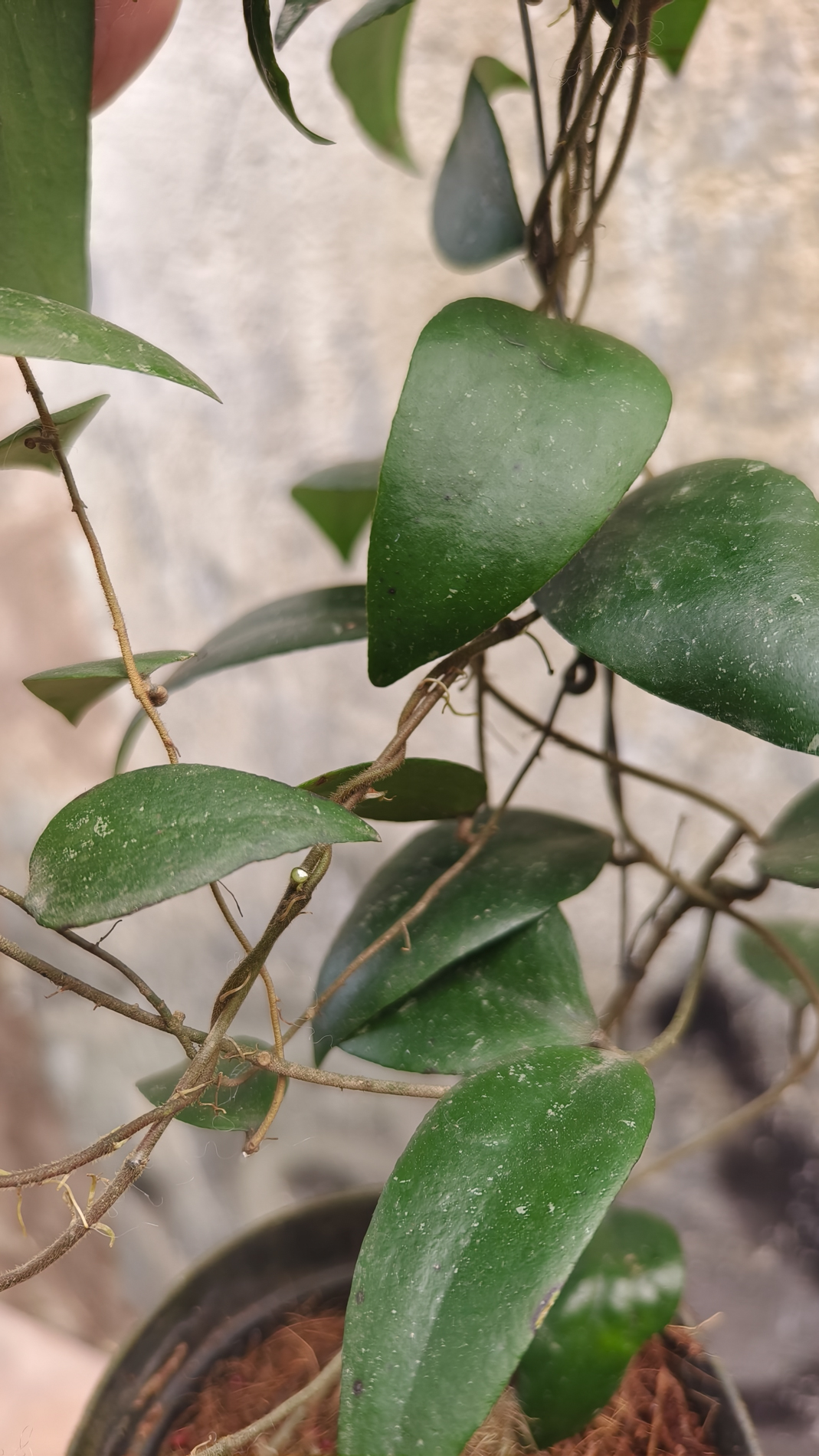 1233. Hoya Sumatrana - Image 6