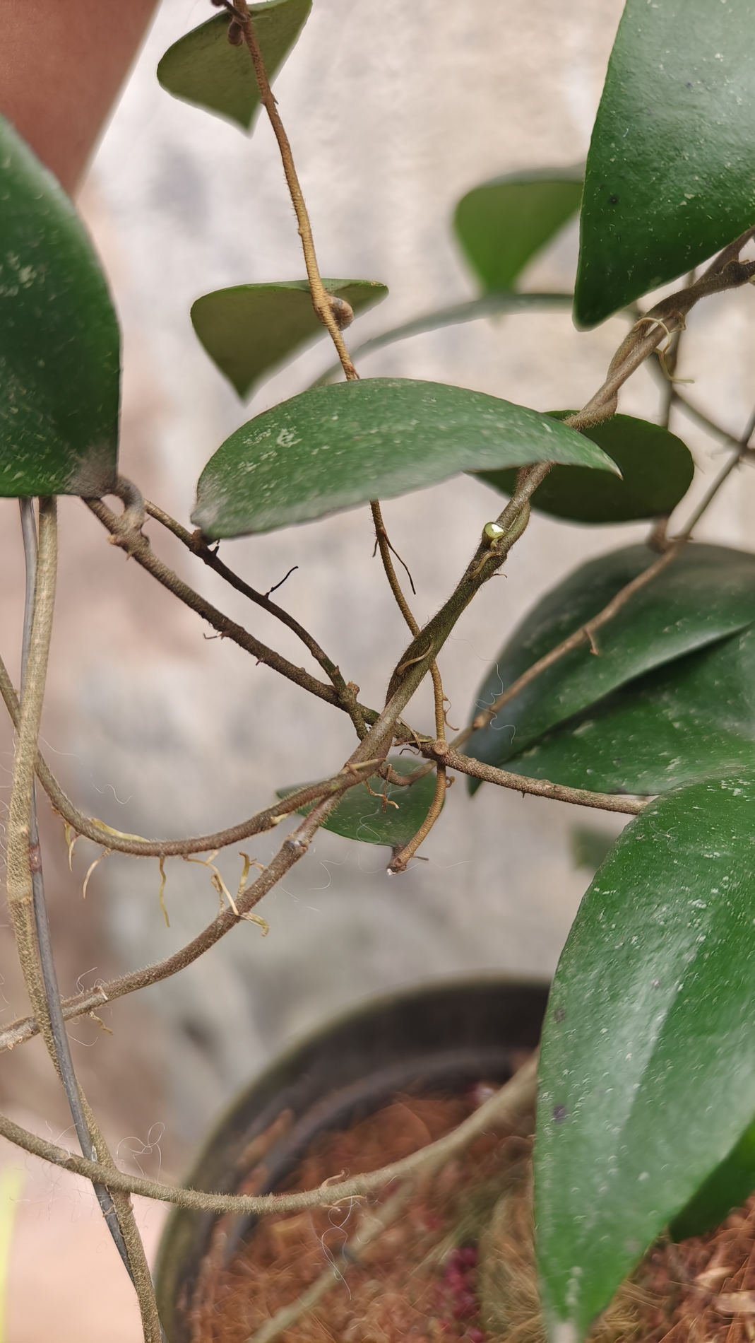 1233. Hoya Sumatrana - Image 7