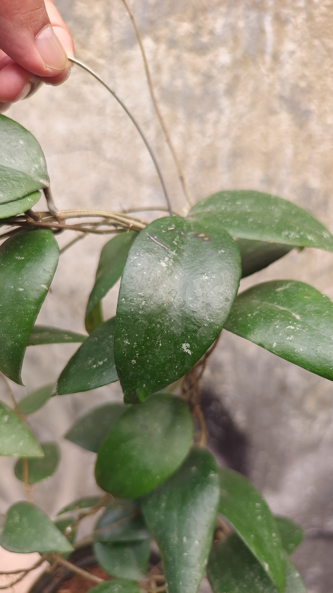 1233. Hoya Sumatrana - Image 8