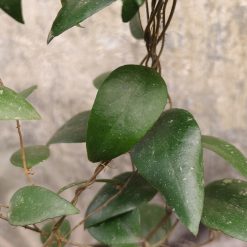 Alternative view of 1233. Hoya Sumatrana