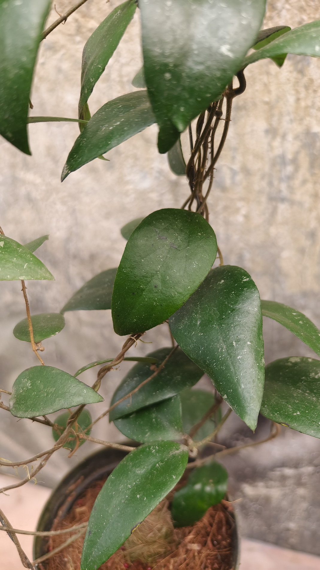 1233. Hoya Sumatrana - Image 2