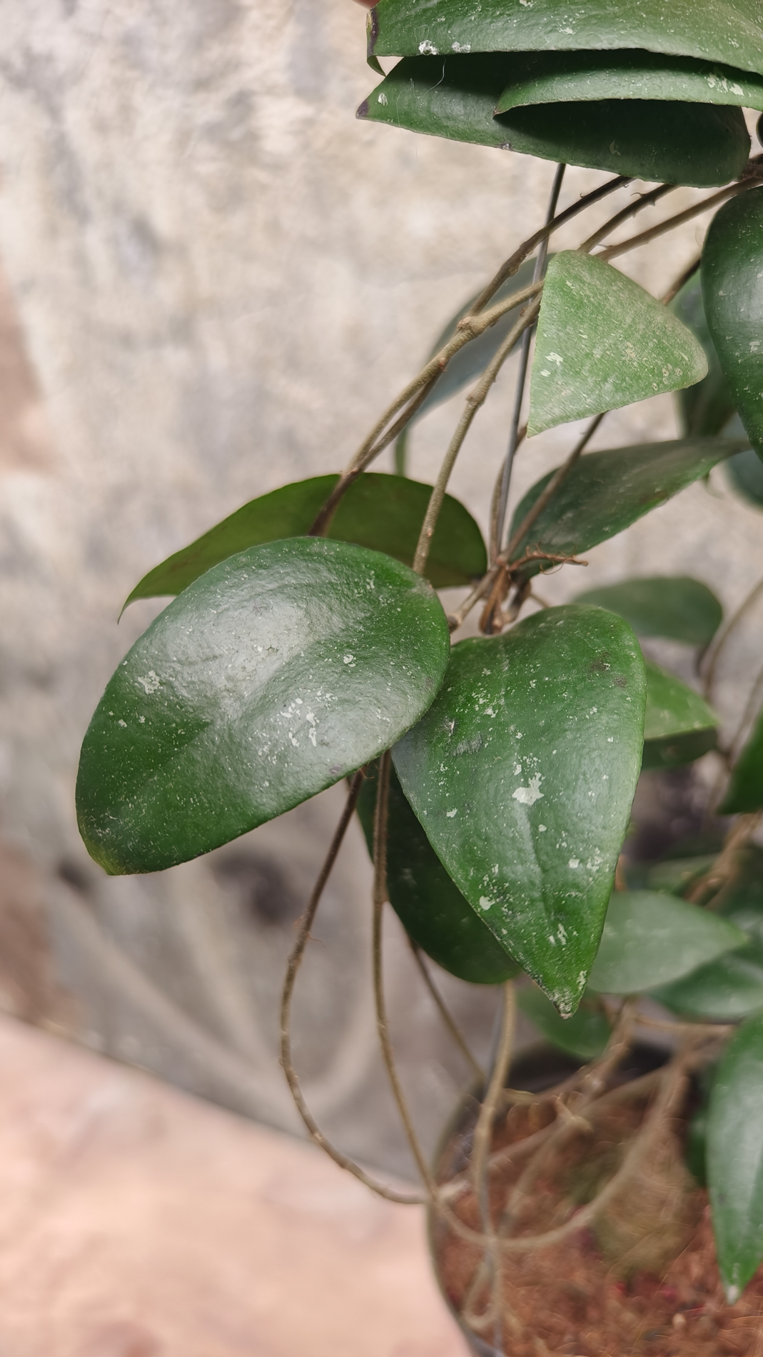 1233. Hoya Sumatrana - Image 3
