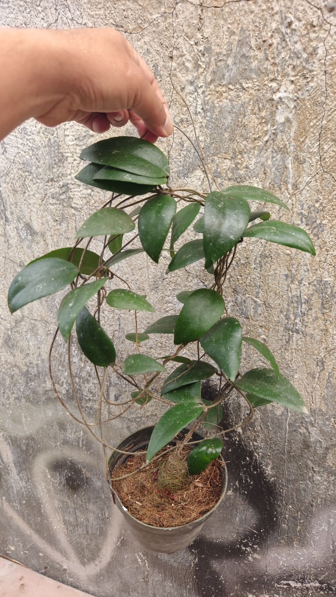 1233. Hoya Sumatrana - Image 4