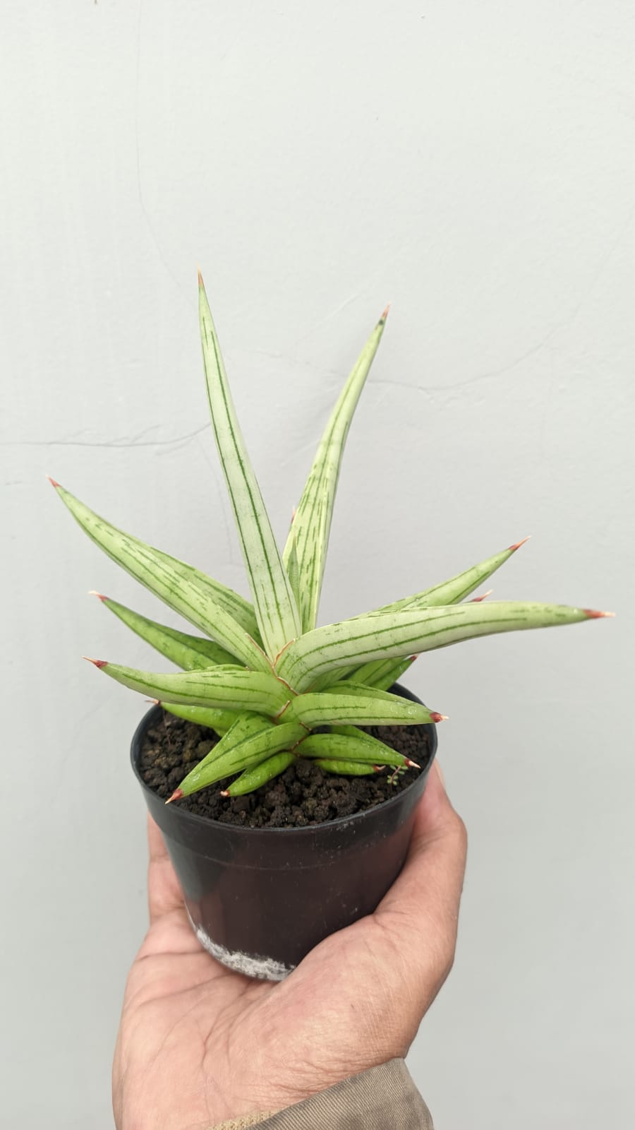1235. Sansevieria Quentin Hybrid Size 20 Cm - Image 9