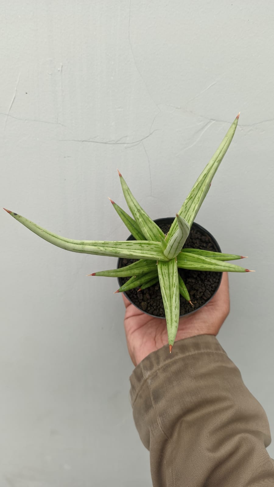 1235. Sansevieria Quentin Hybrid Size 20 Cm - Image 6
