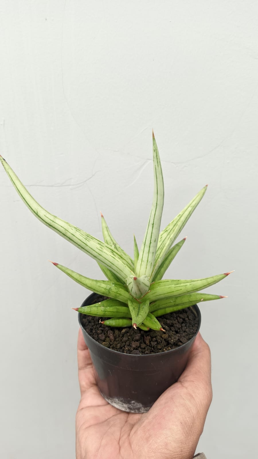 1235. Sansevieria Quentin Hybrid Size 20 Cm - Image 3