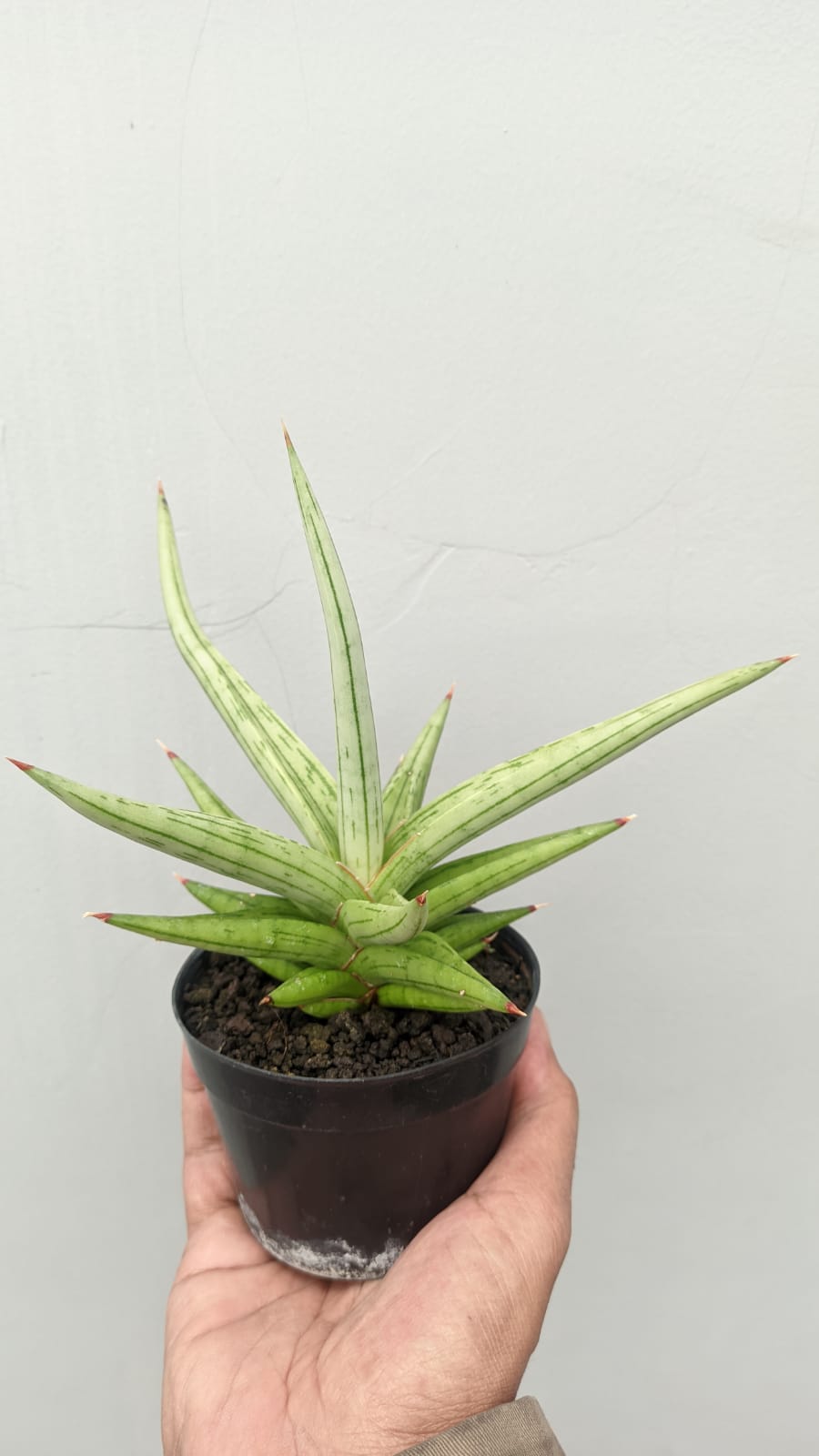 1235. Sansevieria Quentin Hybrid Size 20 Cm - Image 4