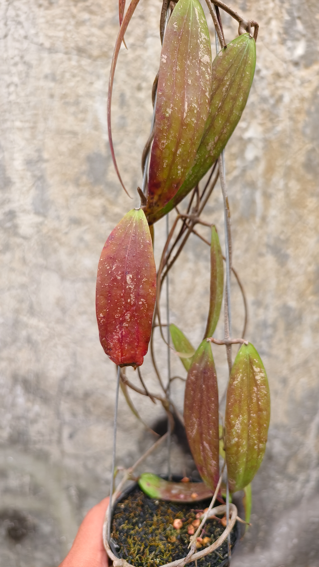 1236. Hoya Rindu Raflesia - Image 6