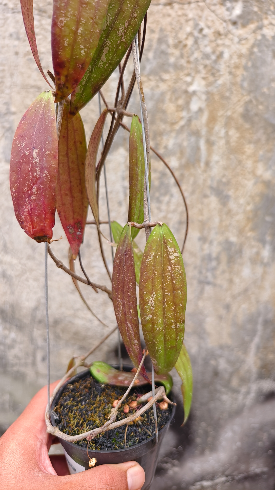 1236. Hoya Rindu Raflesia - Image 5