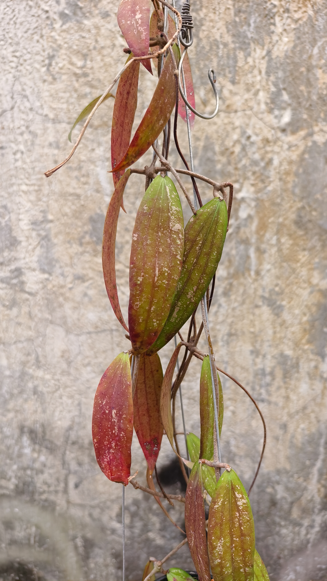 1236. Hoya Rindu Raflesia - Image 4