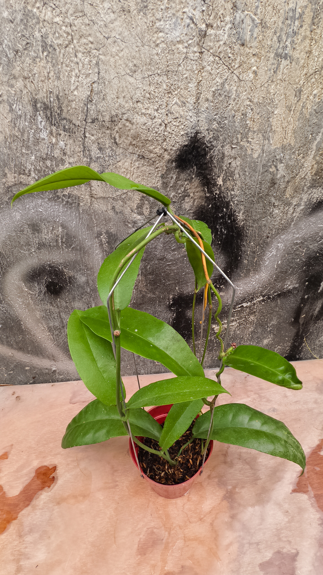 1238. Hoya Albiflora - Image 11