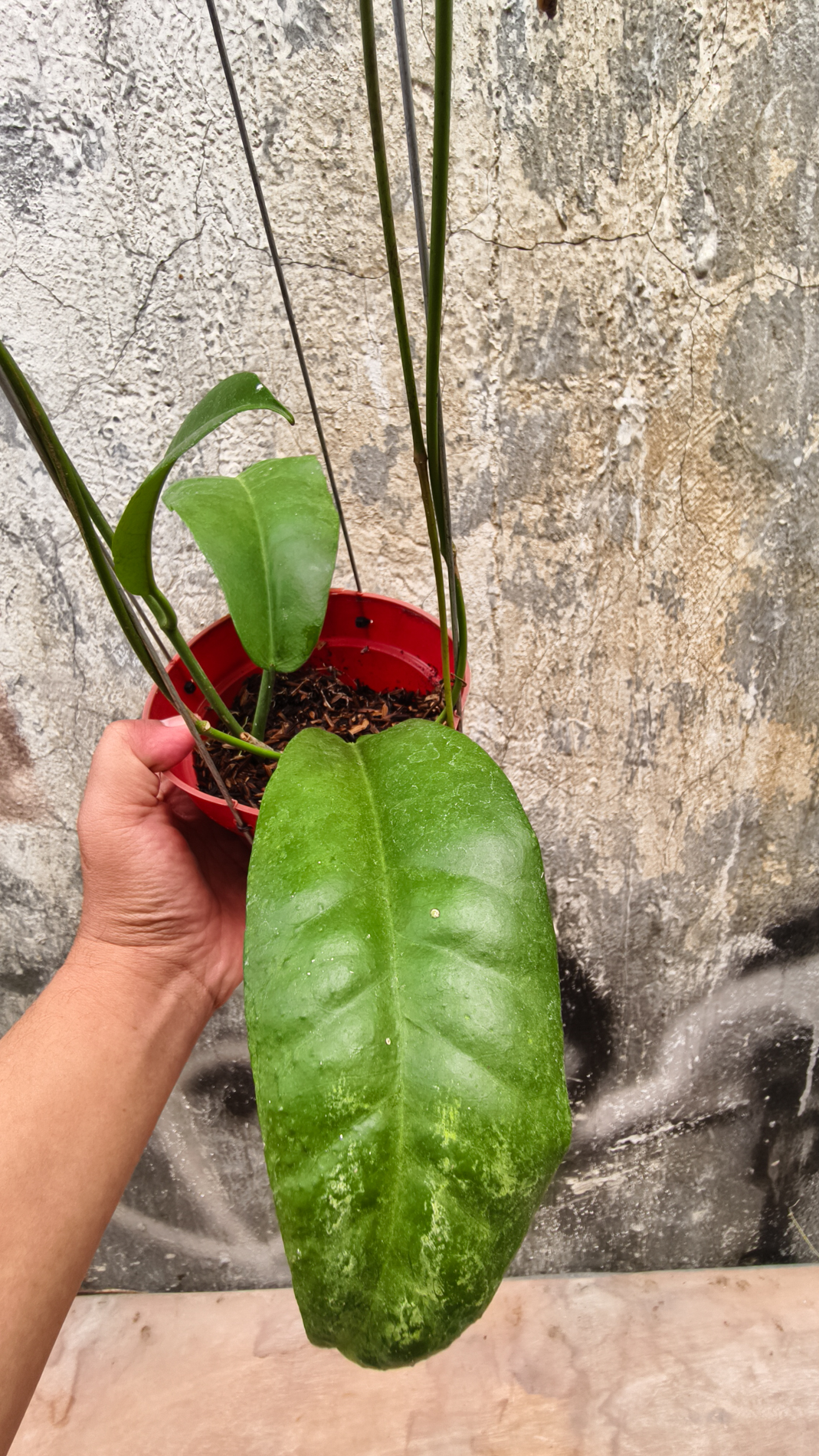 1238. Hoya Albiflora - Image 2