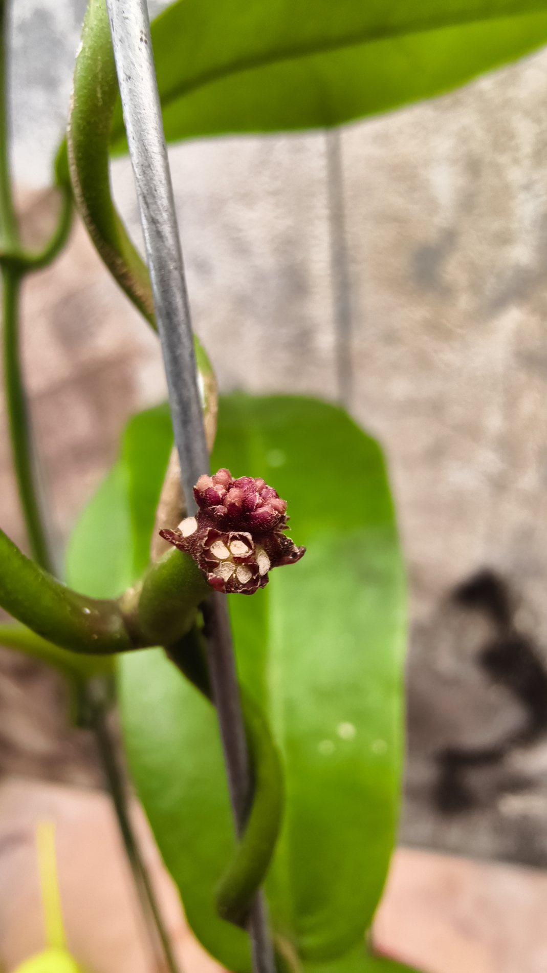 1238. Hoya Albiflora - Image 4