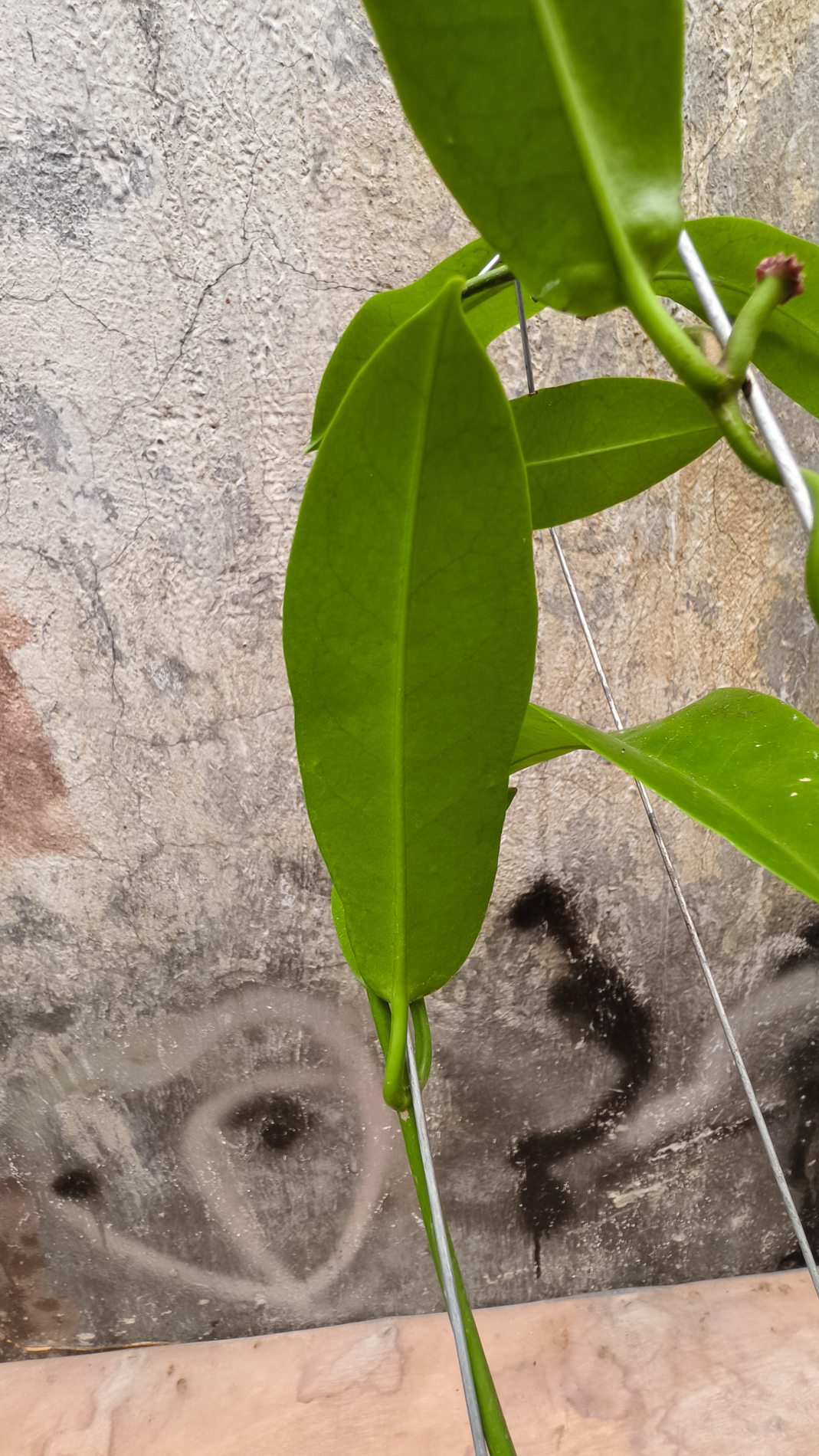 1238. Hoya Albiflora - Image 6