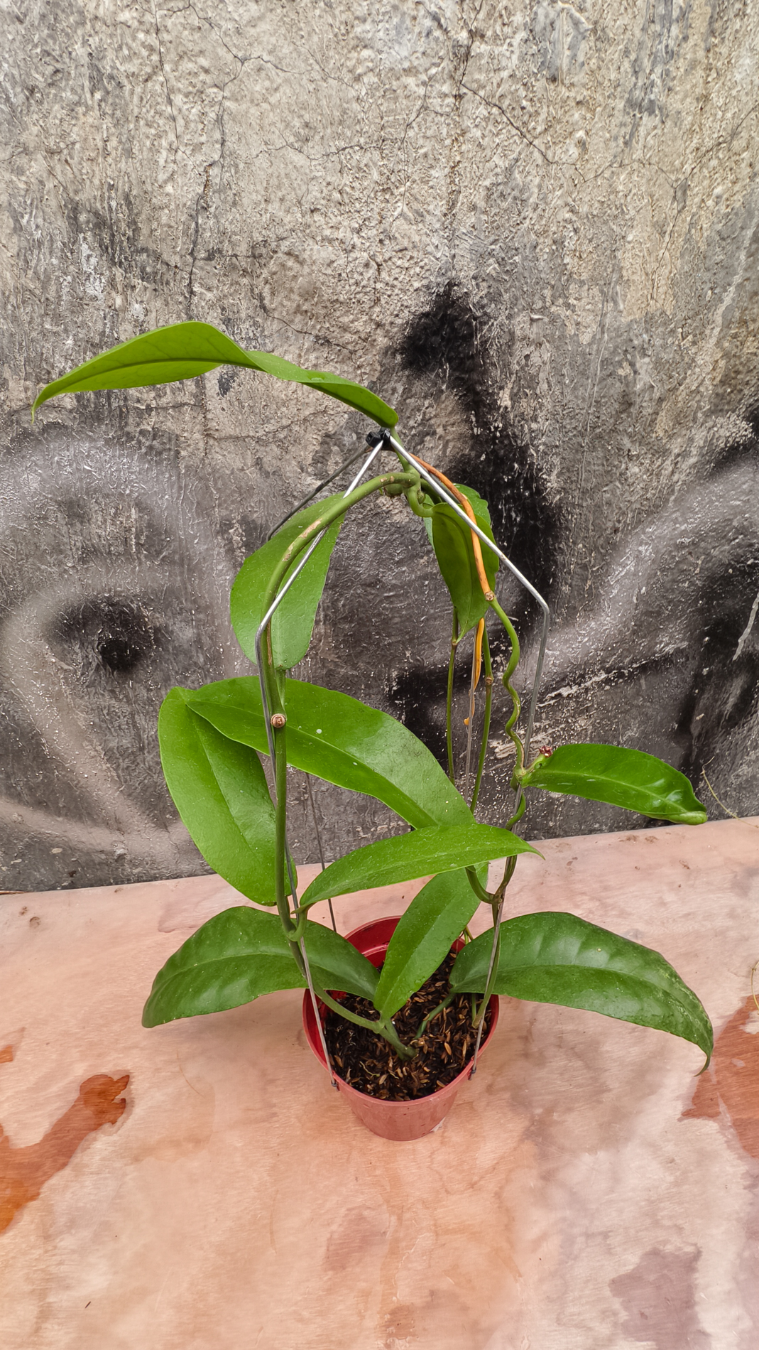 1238. Hoya Albiflora - Image 7