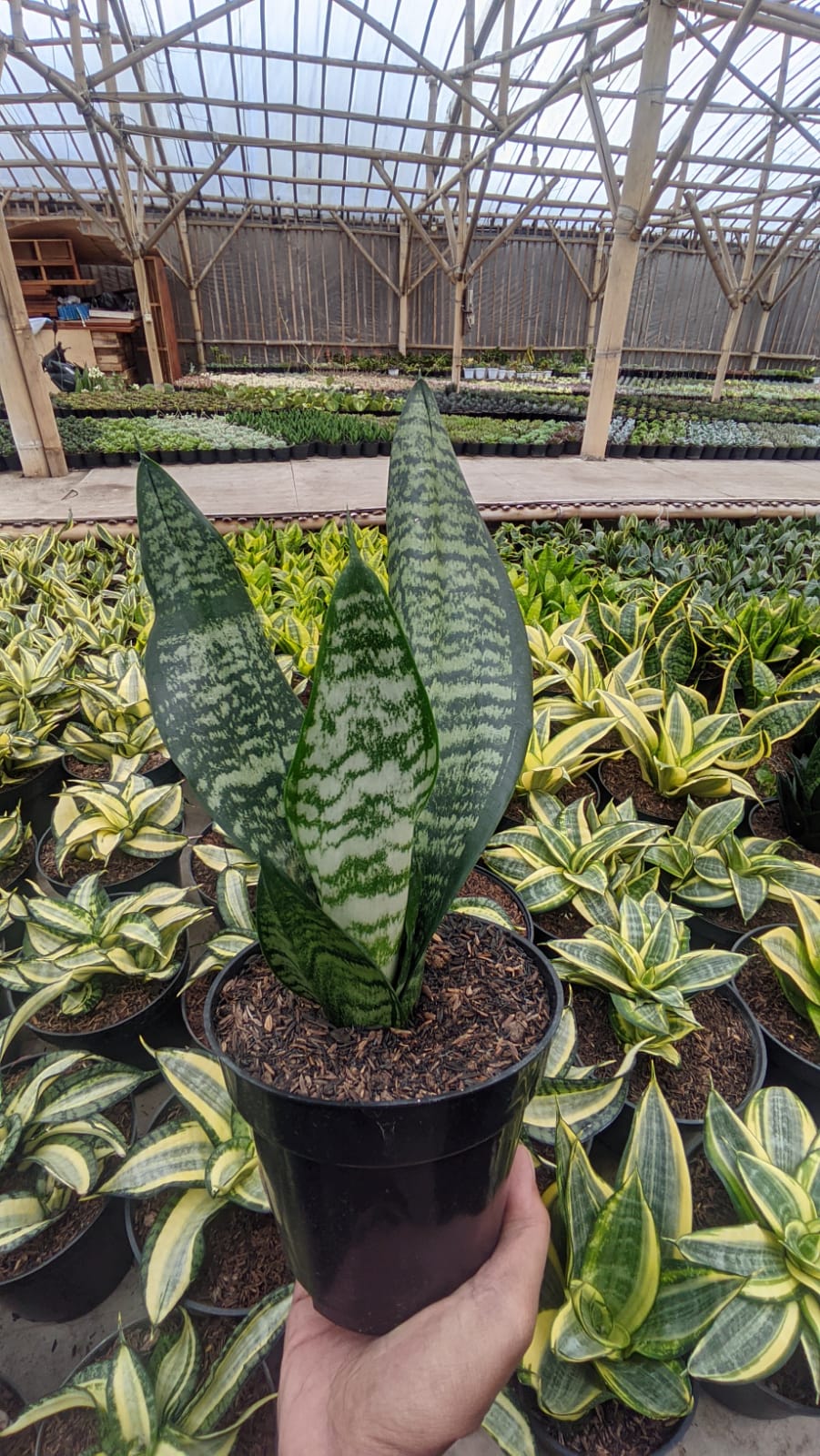 1528. Sansevieria Eve - Image 2