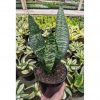 1528. Sansevieria Eve