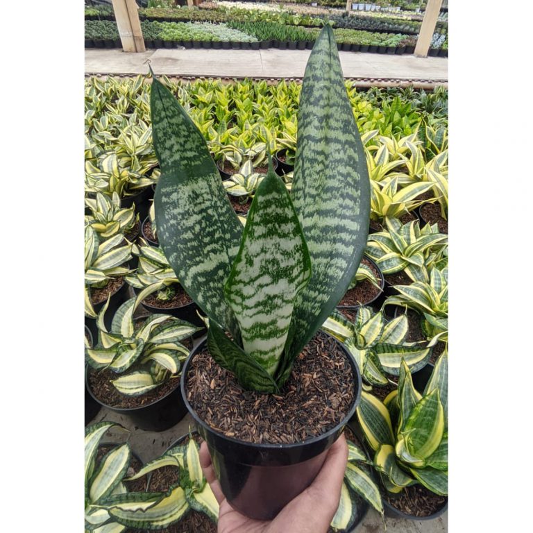1528. Sansevieria Eve