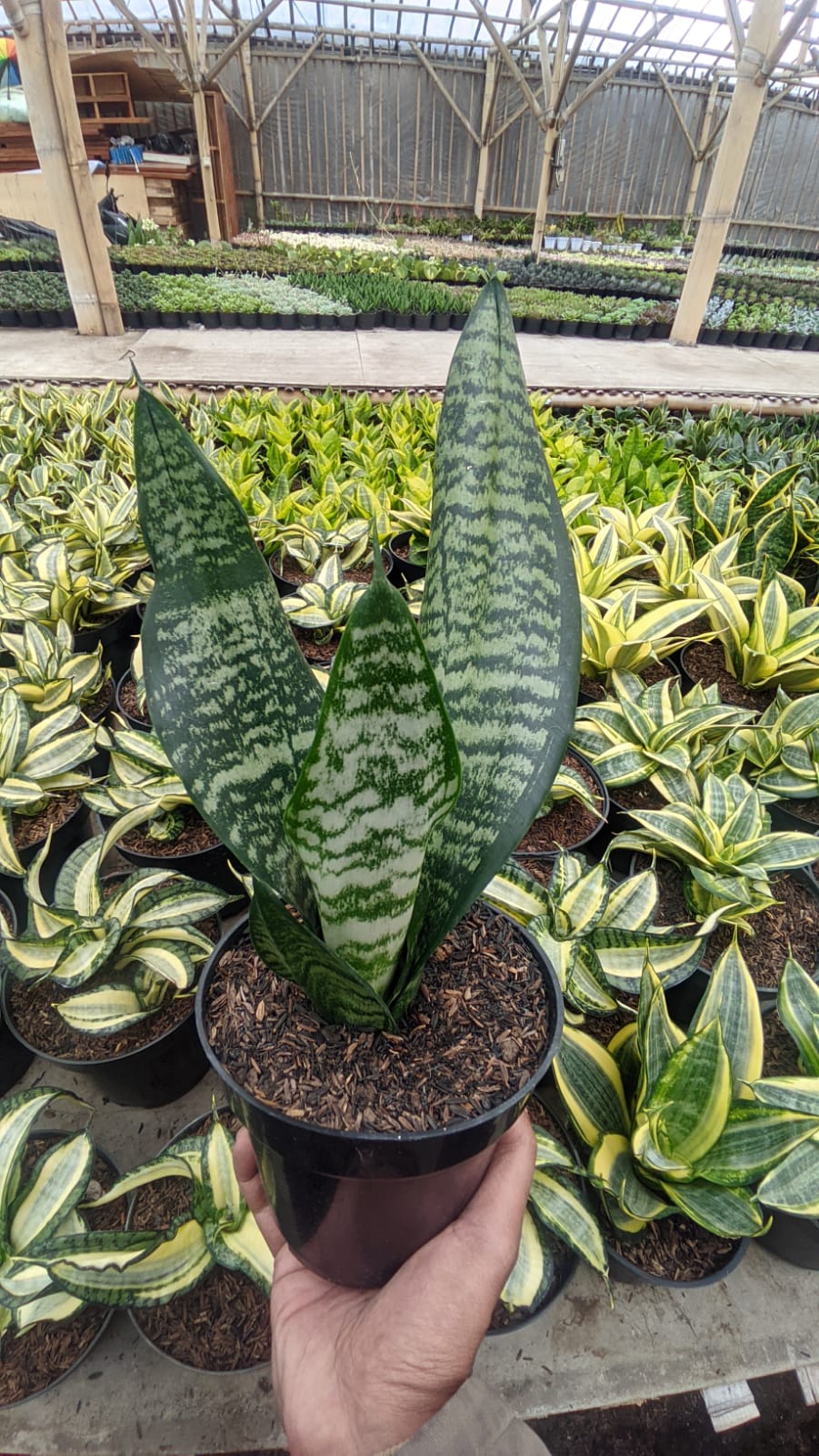 1528. Sansevieria Eve - Image 3