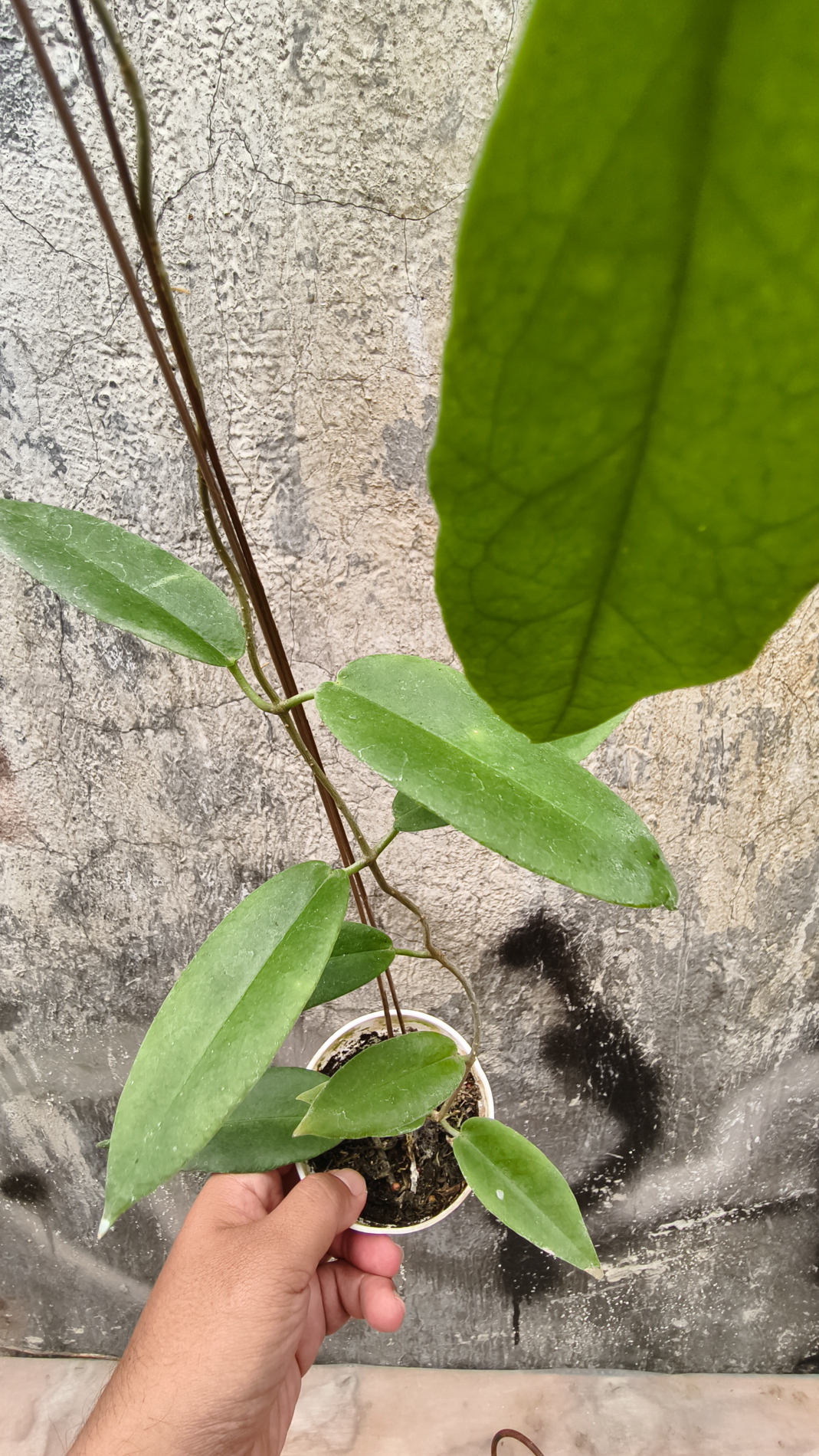 1239. Hoya CV. Kaimuki - Image 6