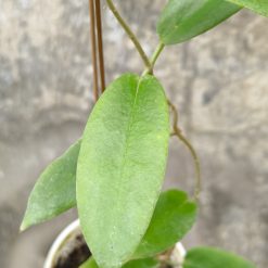 Alternative view of 1239. Hoya CV. Kaimuki